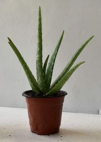 PRICES MAY VARY. As shown in the image Easy to grow Item Condition New Suitable for all type of soil 1 Pc Semi di GERMINAZIONE: BIO-Aloe Vera Pflanze 9â€ ??-11â€ verwurzelt Dans Pot