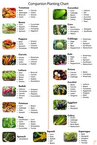 Vegetable Garden for Beginners: A Complete Guide