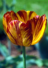 Sam Barlow tulip, 1860 oldhousegardens.com