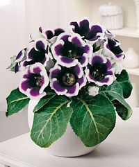 Succès avec le gloxinia des fleuristes