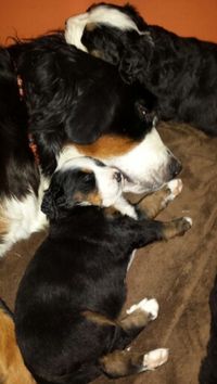 Bernese Mountain Dog Mom and pups