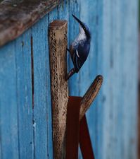 unicue tree branch hook with wooden bird nuthatch. home decor.gift for bird lovers.