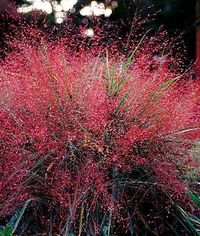 Eragrostis pectinacea a.k.a. tufted love grass. Native to North America, Central America, the Caribbean, & parts of South America. (Grass)