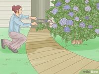 9 Ways to Keep Hydrangeas Small - wikiHow