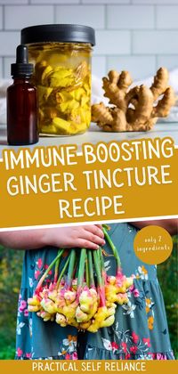 Learn how to make an immune-boosting ginger tincture recipe, perfect for fighting colds, flu, and inflammation. This warm, soothing remedy is also great for nausea and digestion. Easy to make and packed with health benefits! Find more ginger medicinal uses, ginger health benefits, ginger remedies, and Healthy Ginger Recipes at Practical Self Reliance.