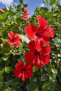 #hibiscus #hibiscusflower #hibiscustea