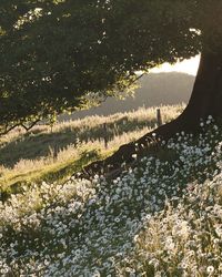 Tree and Daisies - These two images were taken when the ox-eye daisies were in bloom near Bishop Wilton.