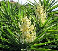 Yucca Glauca, also known as Soapweed Yucca, is an evergreen succulent plant that is closely related to the agave genus. It can tolerate a wide variety of growing conditions from indoor to outdoor growth and drought to frost Seeds per Ounce: 1,600 . Yucca glauca populates areas of mid-western North America from Mexico up into Canada. Yucca glauca is synonymous with yucca angustifolia, and it is grown as an ornamental or landscaping plant. This is not only because of its hardiness but also because of its ornamental leaf structure and flower stalks. The flowers, which naturally bloom in May through June, are white with leaves that resemble some types of palm. As the name suggests, soapweed yucca has been used to make soap and shampoos, particularly by the Native American tribes of the southwe