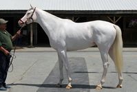 gelding | USA | 2016 | by Honorable Dillon out of Princesspatseattle #thoroughbred #gelding #dominantwhite #colouredthoroughbred #whitethoroughbred