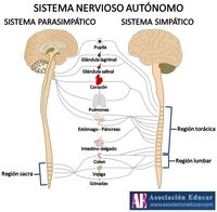 El SNA (Sistema Nervioso Autónomo) tiene dos subsistemas: el SIMPÁTICO y el PARASIMPÁTICO. Lo curioso es que cuanto más activo está el sistema simpático, ¡mas antipáticos nos ponemos! ¡El sistema simpático es, en realidad, el más insoportable! Las respuestas al estrés se activan cuando se enciende el sistema nervioso simpático. Y como bien sabremos, el exceso de estrés no saca a relucir precisamente la mejor versión de nosotros mismos.