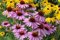 Stop Pruning These 7 Perennials In Fall Or Risk Losing Next Year’s Blooms