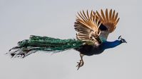 Peacock in flight