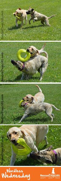 Frisbee Dogs #dog #dogadopt #dogadoption #adoptadog #dogstuff  #cuteanimals #dogstuff #puppy #puppylove #wordlesswednesday