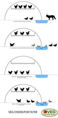 OP: 'This is brilliant. Now I just have to get the ducks to stop eating my plants.' And I'll have to train my ducks to go to bed without being told every night... Still a very clever idea.