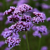 Buy purple top Verbena bonariensis: £2.39 Delivery by Crocus