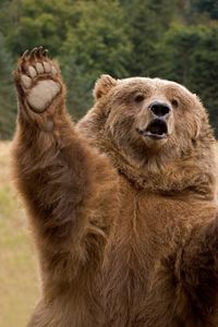 Hi...brown bear