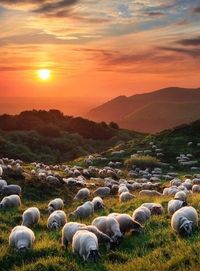 You are my sheep, the sheep of my pasture, and I am your God, declares the Sovereign Lord.’ ” (Ezekiel 34:31 NIV) #activeadventures #photography #sunset #adventuretraveler