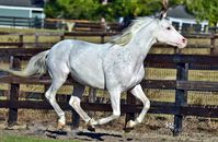 stallion | USA | 2008 | by Airdrie Apache out of Club Car Lady #thoroughbred #stallion #dominantwhite #colouredthoroughbred #whitethoroughbred