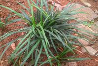 Carex laxiculmis (Spreading Sedge)