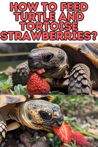 Turtle basking platform wisdom: Delve into can turtles & tortoises eat strawberries. Learn more about can turtles & tortoises eat fruits, making informed choices for your shelled friends' diet.