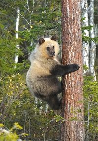 Ursus arctos pruinosus is a rare subspecies of brown bear found in the eastern Tibetan Plateau. (aka the Tibetan brown bear or Himalayan snow bear.)