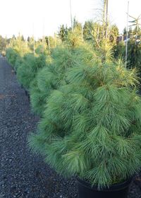 Pinus strobus: Zone 4 Height: 50 Spread: 30 | The Eastern White Pine a good all-around evergreen.  It is often used for Christmas trees, wind breaks, and wildlife habitats.  Likes moist soil.