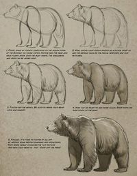 Art tutorials for all — anatoref: Bear by Aaron Blaise