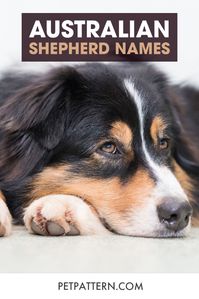 Bringing home an Australian Shepherd breed can be exciting, especially knowing that they were considered sacred by the Native Americans for their ghostly blue eyes. The excitement begins with picking the right name for your Aussie dog. Here are some of the best Australian Shepherd names you can choose from. #australianshepherdnames #australianshepherd