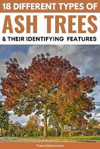 Take a look at 18 different types of Ash trees and their identifying features. Which ones best suit your style and yard?