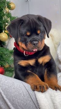 Rottweiler lovers cute photo