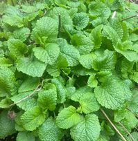 How to Harvest Lemon Balm And Store It Right - Backyard Gardeners Network