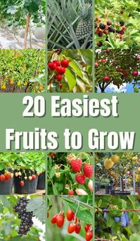 Find out how to grow fruit in your very own garden. Learn which fruits are super simple to nurture, and how to look after them.