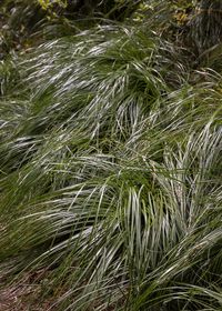 Growing Bear Grass (Xerophyllum tenax) | Real Gardens Grow Natives