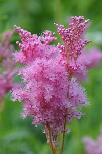 Filipendula rubra - Queen of the Prairie: Available at Prairie Moon Nursery