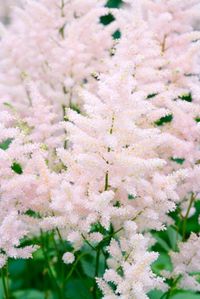 One of the first Astilbes to flower, Astilbe 'Europa' (Astilbe japonica) features luminous, dense, pyramidal shaped, soft pink flower plumes which stand out in the night garden.