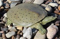 Spiny Softshell Turtle