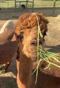 How to Understand Alpaca Behavior and Positively Influence It