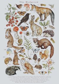 Dimensions: 8.3 x 11.7 in Pack Includes 4 Prints  *Woodland Fauna  *Garden Birds  *Butterflies & Moths  *Toadstools