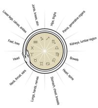 The signs of the zodiac and their anatomical correspondences in human body