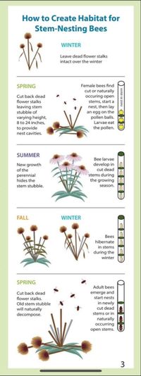 Great guide to help you prune properly for bees.