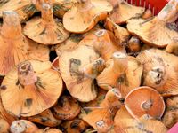 Lovely Saffron Milk Cap Mushrooms at #FethiyeMarket. #Çintar