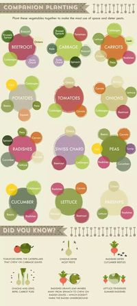 Vegetable cheat sheet (part 2)