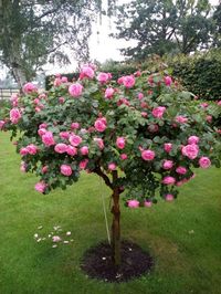 Climbing roses with single blooms