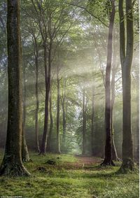 A natural corridor of trees is pictured in Buckholt Wood, Cranham, Gloucestershire, by photographer Rob Wolstenholme