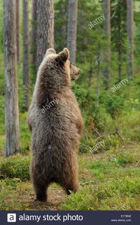 Download this stock image: Immature brown bear standing straight in a taiga forest - E1TBN2 from Alamy's library of millions of high resolution stock photos, illustrations and vectors.