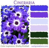 Cineraria