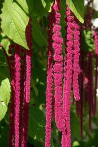 Amaranth Grand (Amaranthus caudatus) is an unusual annual plant with branched, densely leafed shoots, reaching a height of up to 2 m. The shoots in the upper part overhang with decorative and soft to the touch paniculate inflorescences, commonly called "fox tails". These inflorescences are made of tiny, amaranth-colored flowers gathered in ears. Grand pendulous scarlet blooms from July through October. It can be used for growing in groups or as a solitaire on lawns or in rows along the fence. Al