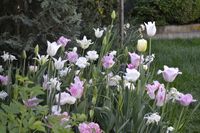 Fringed Tulips 'Santander' (pale pink), 'Honeymoon' (white) and 'Huis Ten Bosch', Lily Flowering Tulip 'Holland Chic' & Double Late Tulip 'Angelique