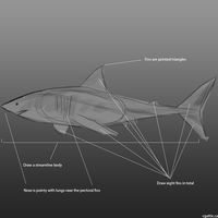 How to Draw a Shark: Create a Cool Shark Drawing with These Simple Digital…