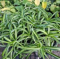 PRICES MAY VARY. Live Spider Plant, Curly Spider Plant in 3.5" Pot Live Spider Plant, Curly Spider Plant in 3.5" Pot